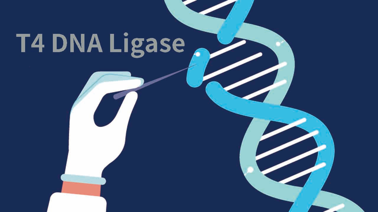 Overview of T4 DNA Ligase