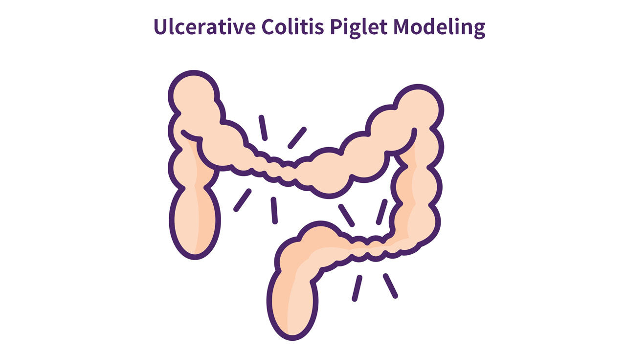 The protocol of Ulcerative Colitis Piglet Modeling using Dextran sodium sulfate (DSS)