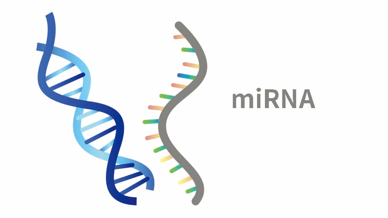 Work along both lines, miRNA expression analysis made easier
