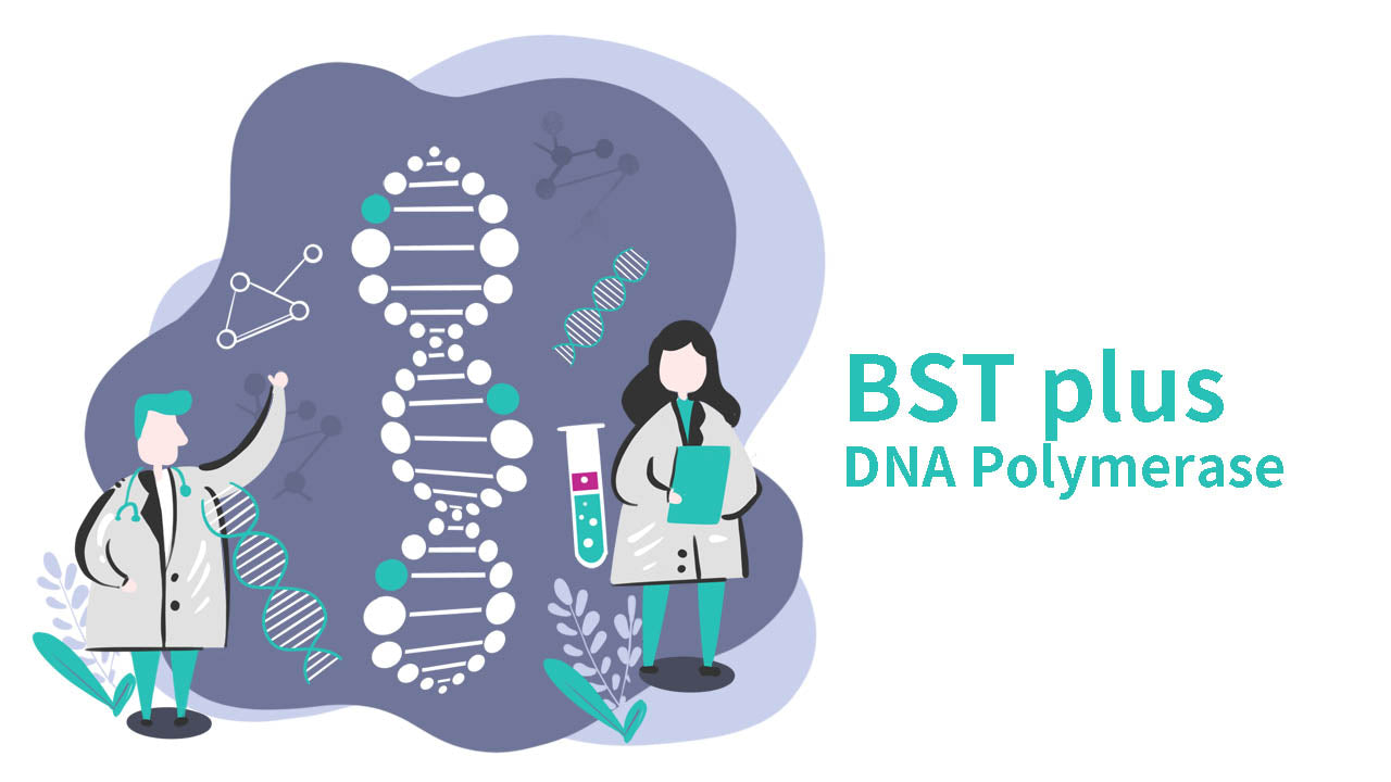 What is the role of Bst DNA polymerase in LAMP?