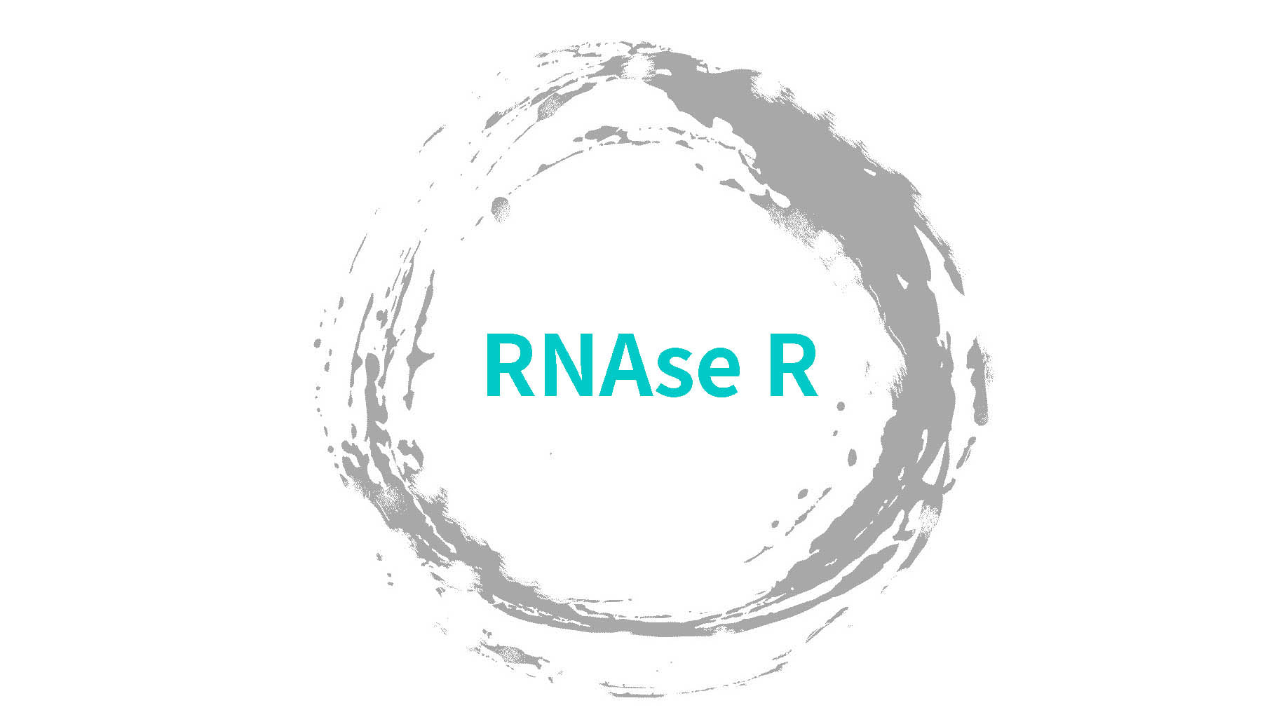 The circular RNA research tool -RNAse R