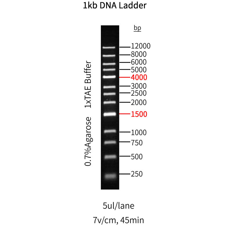 GoldBand™ 1kb  DNA ladder -10510ES