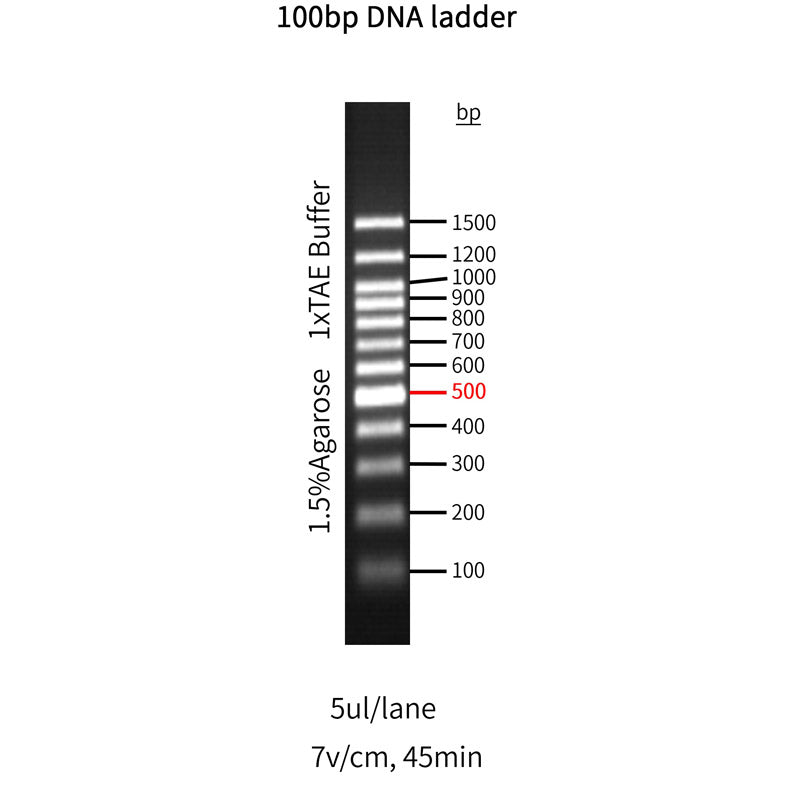 GoldBand™ 100bp DNA ladder -10507ES