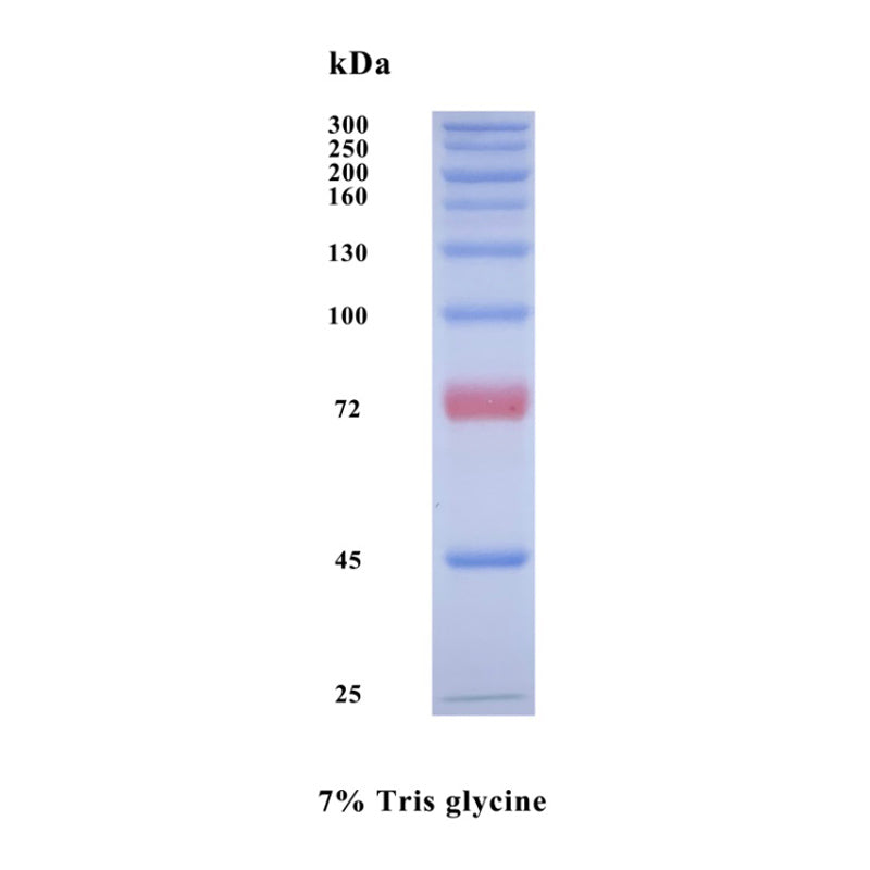 GoldBand Plus 3-color High Range Protein Marker(25-300 KDa) -20347ES