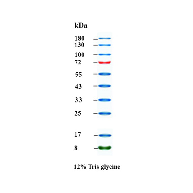 Gold Band Plus 3-color Regular Range Protein Marker(8-180 kDa) -20350ES