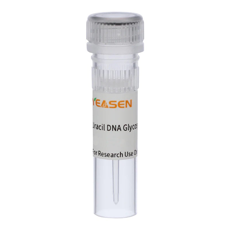 Hieff® Uracil DNA Glycosylase (UDG, Glyceol-free) (1 U/μL) -14001ES